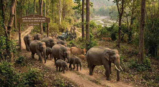 बाघों के जंगल में गजराजों का बसेरा, लगातार बढ़ रहा हाथियों का कुनबा